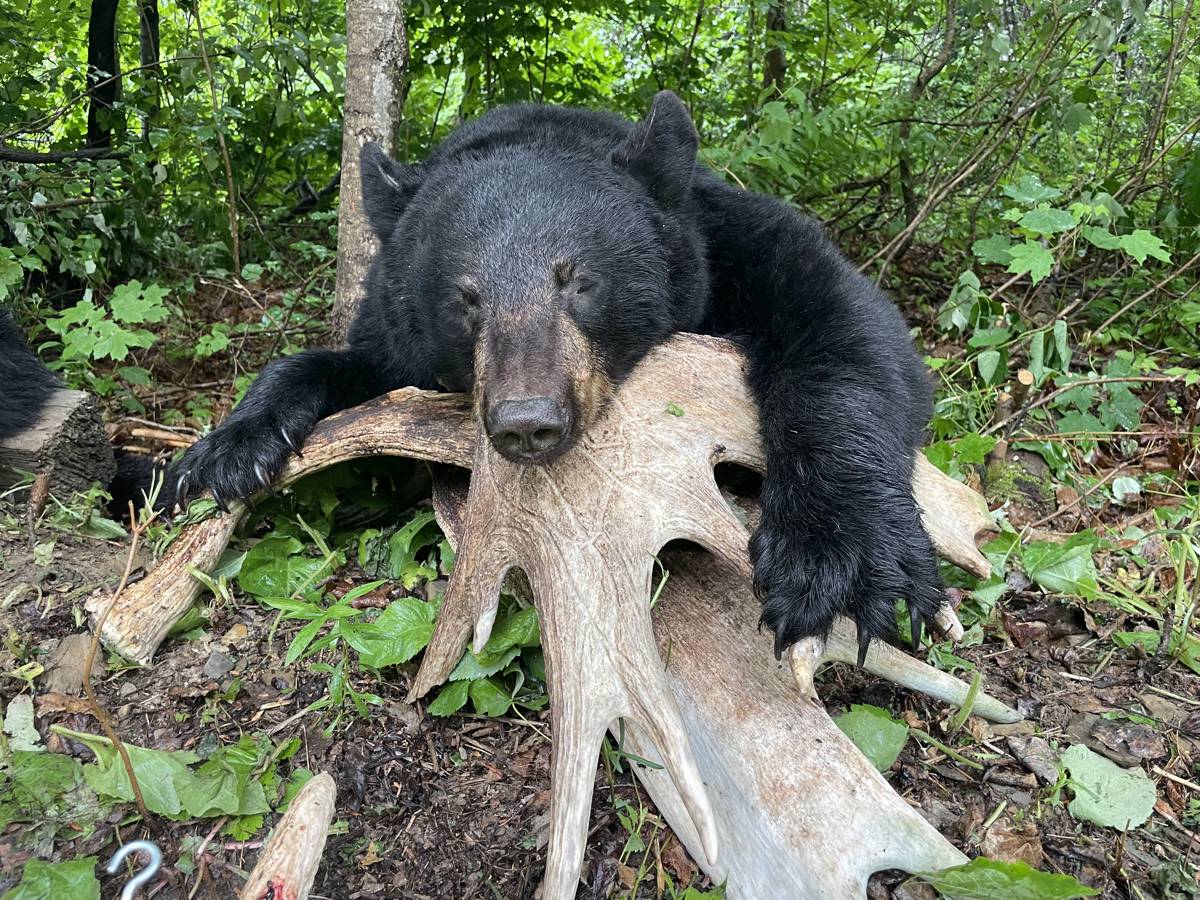 Spring black bear hunt 39 26 New - 886e3d2e 2338 4089 Befc 57d79ec5576e Image
