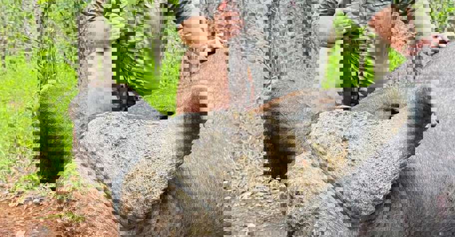 Management Buff Bull Special