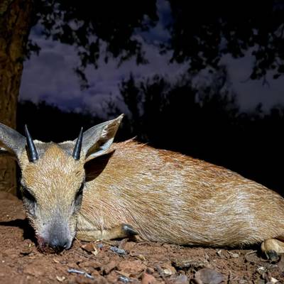 7 Day Sharps Grysbok & Red Duiker Safari