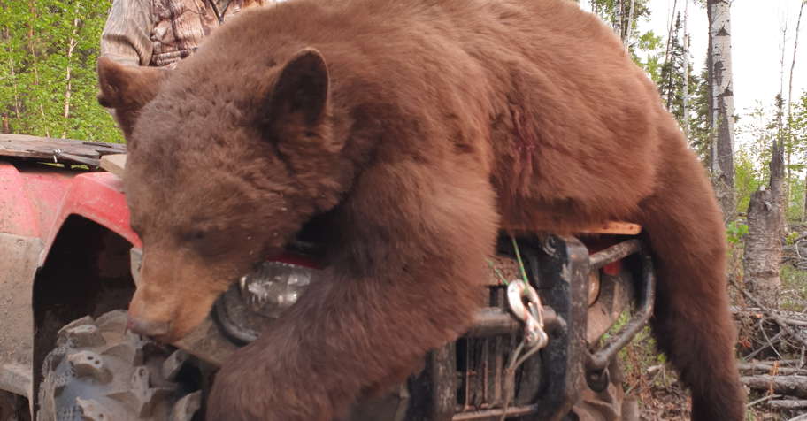 7-footer Black Bear Hunt for 4 '26