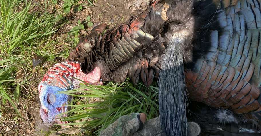 Guided Spring Turkey Hunts 2026