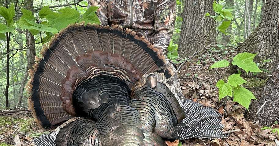 CT spring turkey 2026