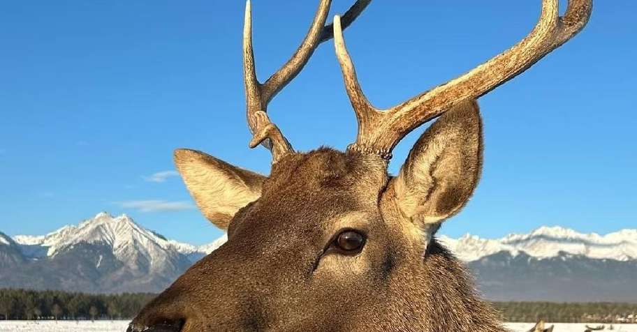 Winter Lake Baikal deer hunting