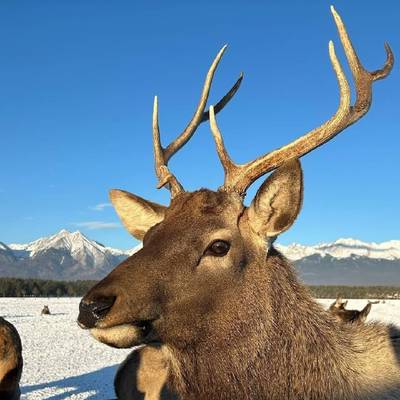 Winter Lake Baikal deer hunting