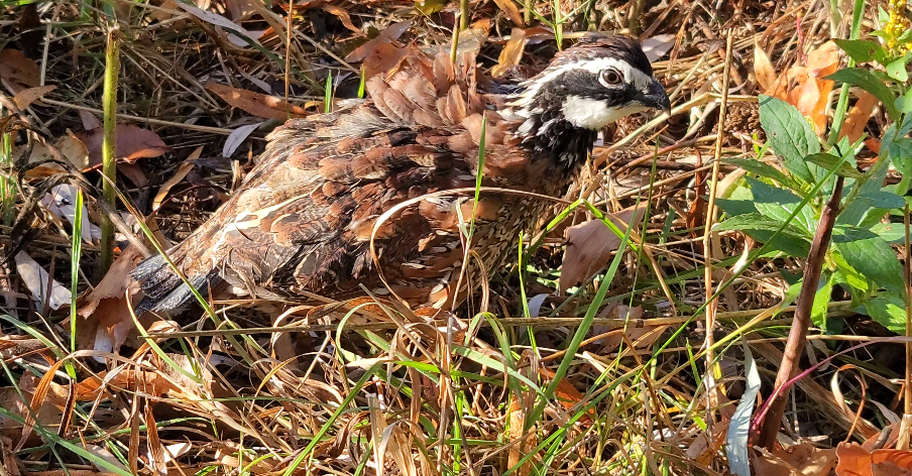 2026 Upland Game Bird Hunt
