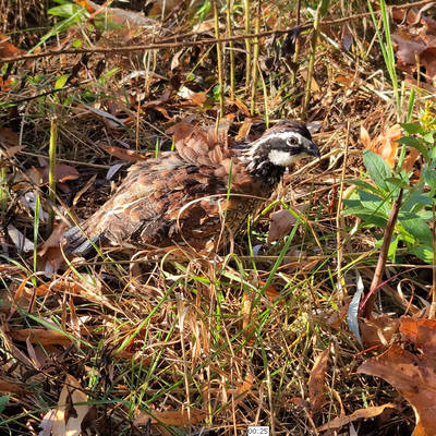 2026 Upland Game Bird Hunt