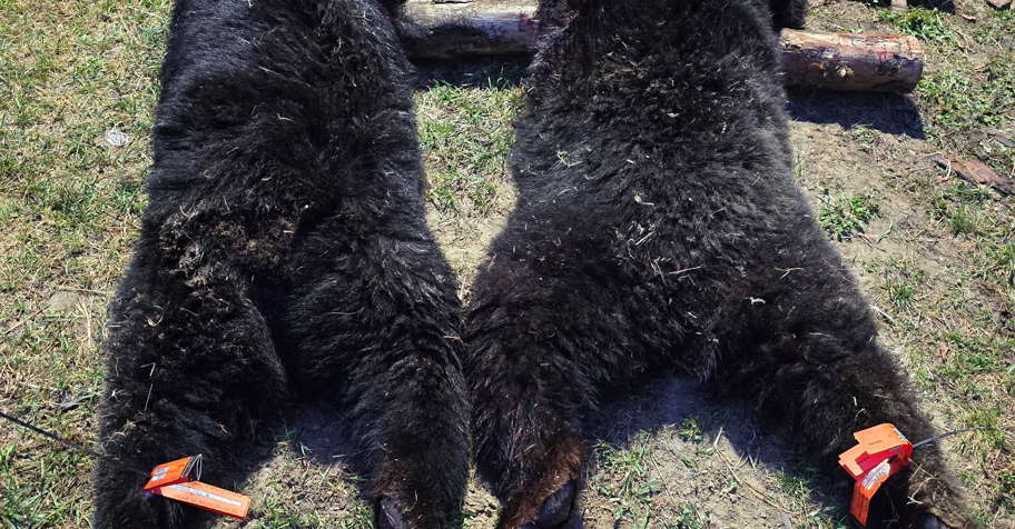 Fall Black Bear Hunt 2026