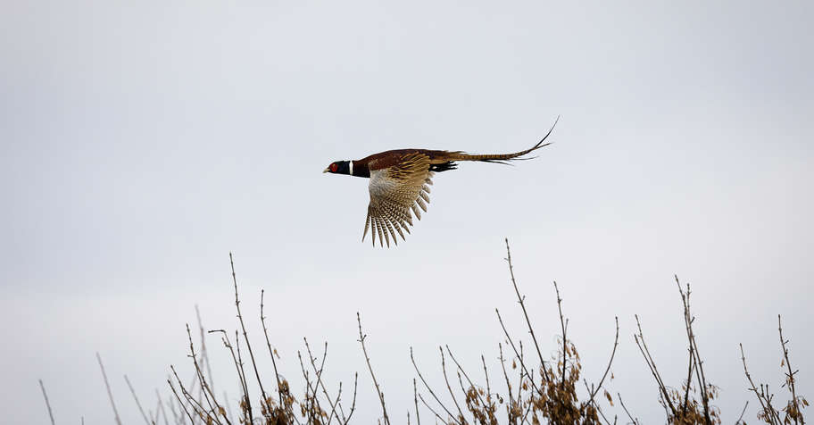Pheasant Hunting - driven&walked-up
