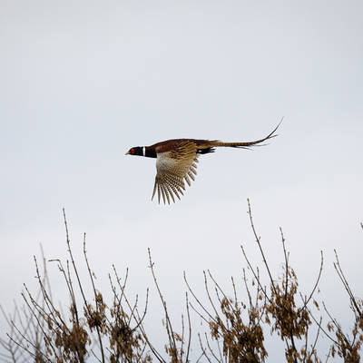 Pheasant Hunting - driven&walked-up