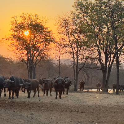 Trophy/cull hunting package and tourism.