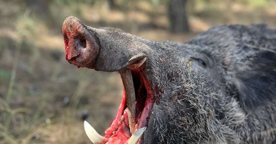 3 Night Wild Boar Hunt- All Inclusive