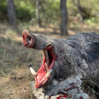 3 Night Wild Boar Hunt- All Inclusive