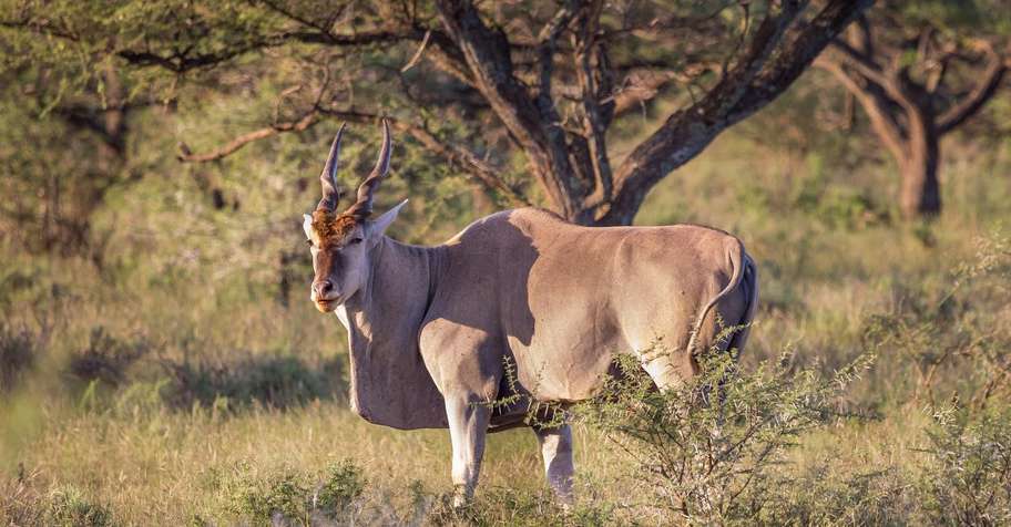 Eland Hunt