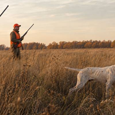 Unguided 40 Bird Field Hunt