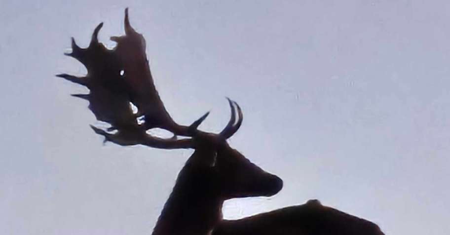 Free range fallow buck hunting