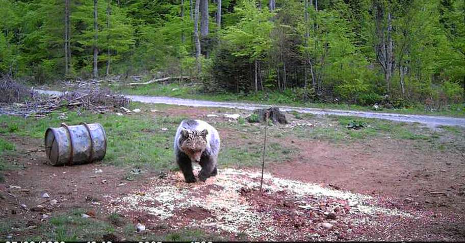 Spring brown bear hunting
