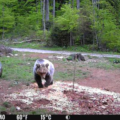 Spring brown bear hunting