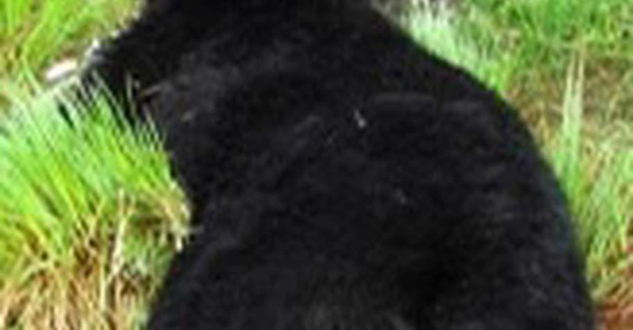 Spring black bear/fishing 2027