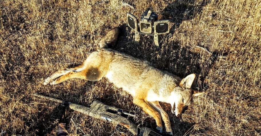 Wiley Coyote Group Hunt