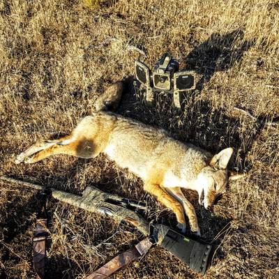 Wiley Coyote Group Hunt