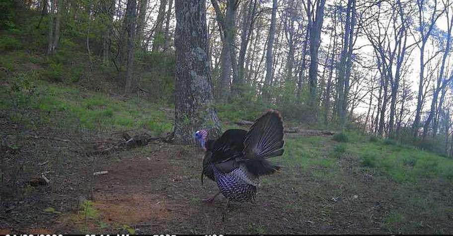 SPRING GOBBLER 3 DAY