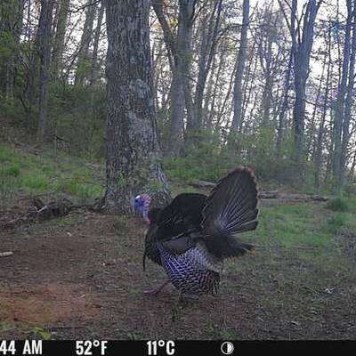 SPRING GOBBLER 3 DAY