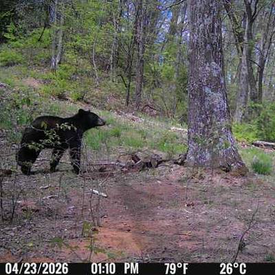 Bear Archery/Muzzleloader 2026