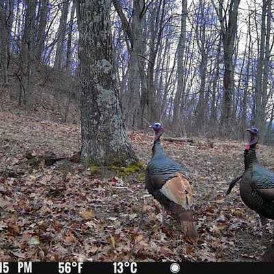 Fall Turkey 2 2026
