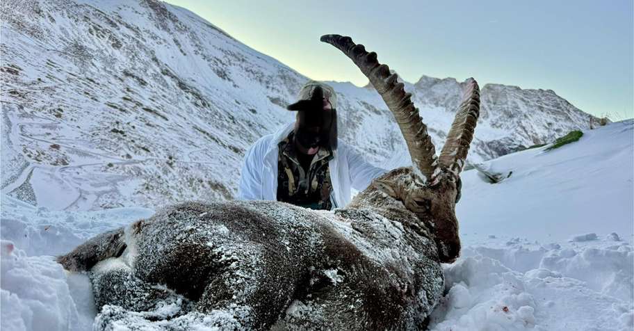 Free-range Alpine Ibex Class 1