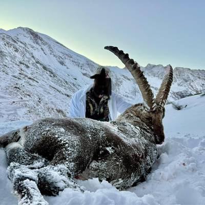 Free-range Alpine Ibex Class 1