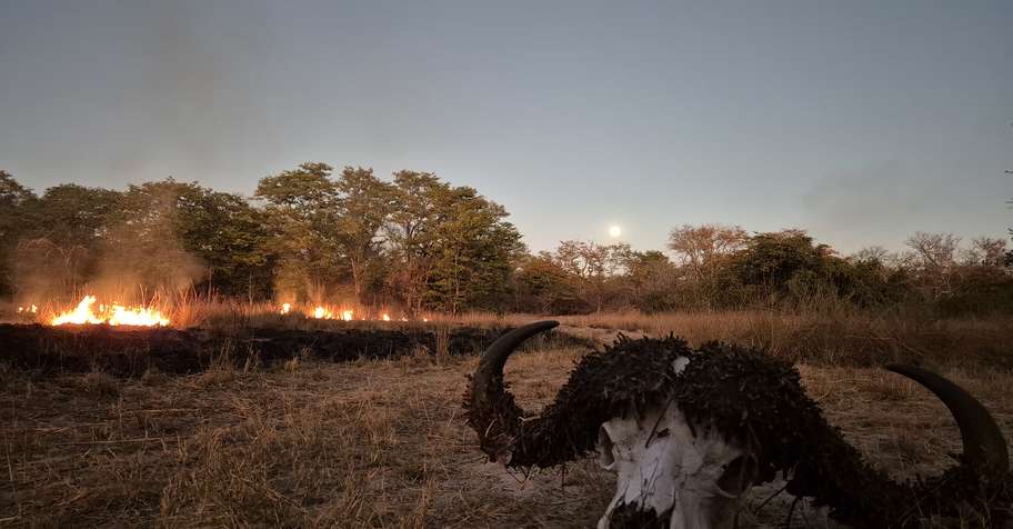 7 Day Zambia Buffalo & Kafue Lechwe
