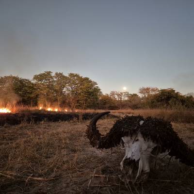 7 Day Zambia Buffalo & Kafue Lechwe