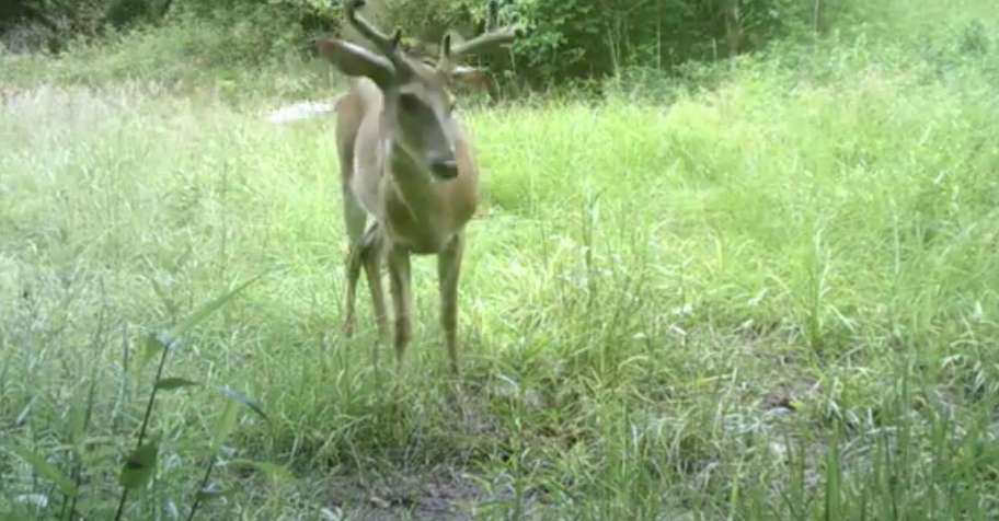 WHITETAIL DEER BUCK Archery 3 RUT 2026