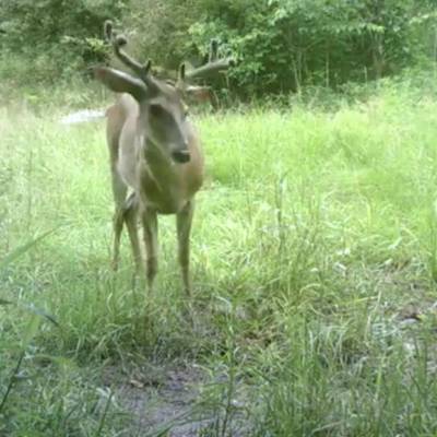 WHITETAIL DEER BUCK Archery 3 RUT 2026
