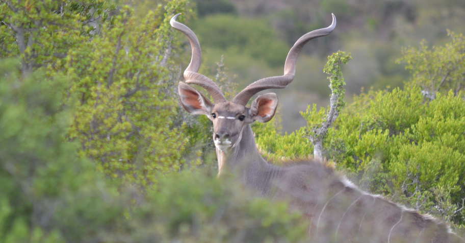 Huntshoek safaris - Eastern Cape Hunt!