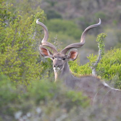 Huntshoek safaris - Eastern Cape Hunt!