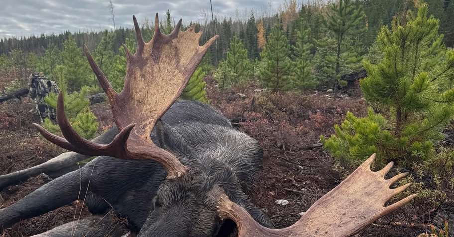 Moose Post-Rut Hunt