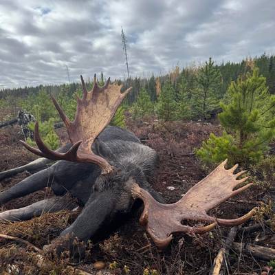 Moose Post-Rut Hunt