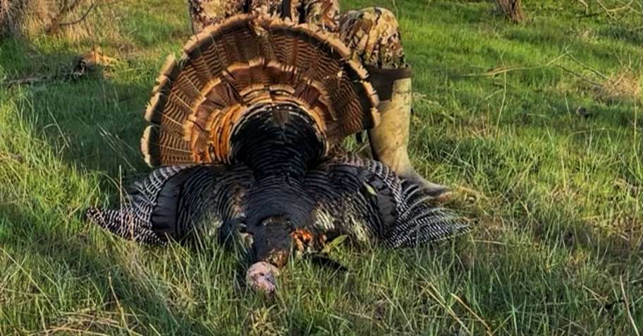 Texas Rio Grande Turkey Hunt