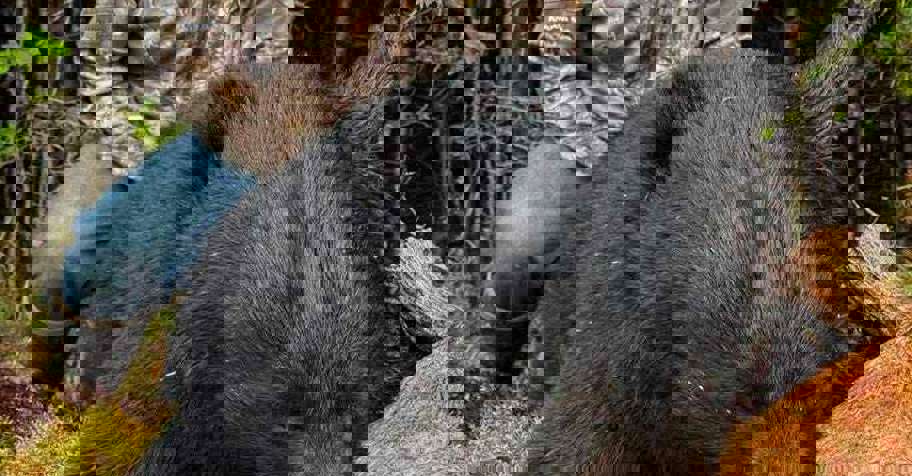 2026 - Spring Black Bear Hunt- No Meals