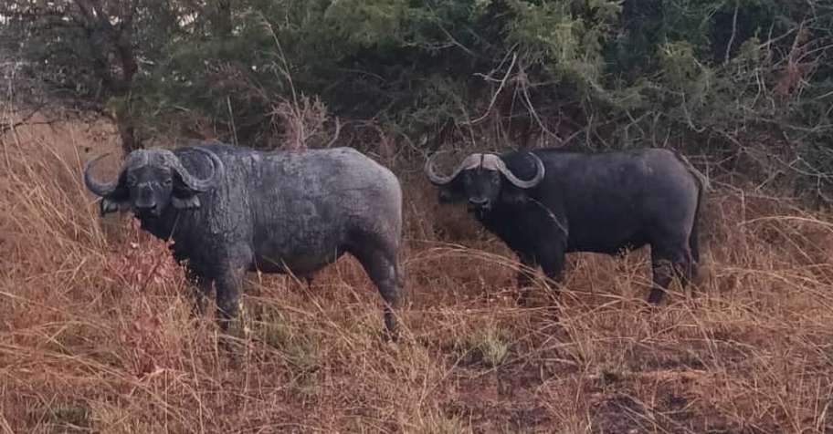 5 Day Zambia Cape Buffalo - Limited Date