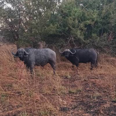 5 Day Zambia Cape Buffalo - Limited Date