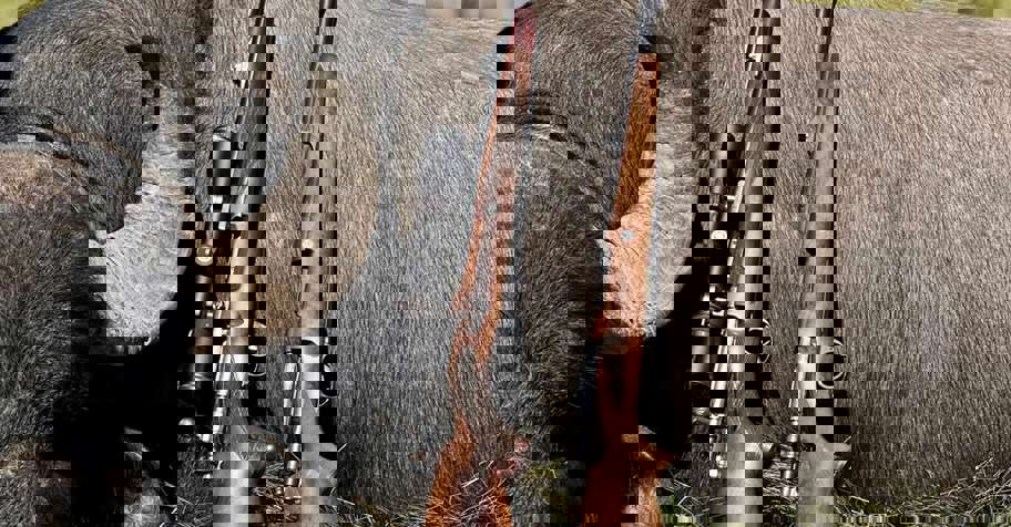 Buffalo and Blackbuck Big Game Combo