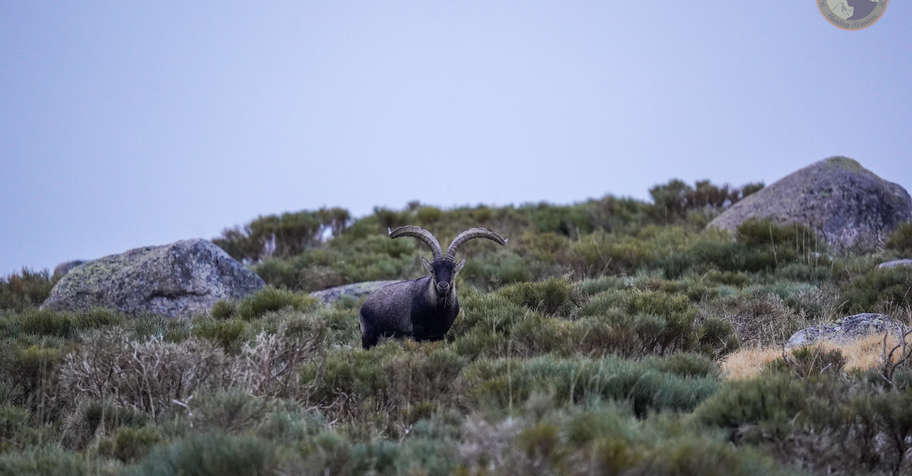 GREDOS IBEX