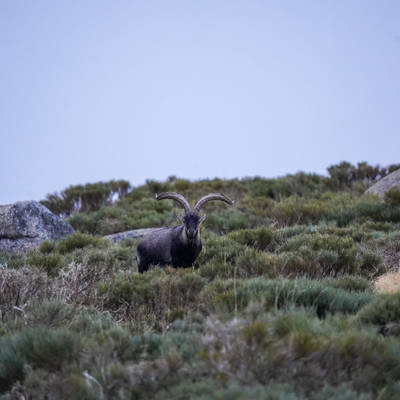GREDOS IBEX