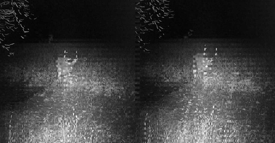 Trophy White-Tail Archery Hunt #7