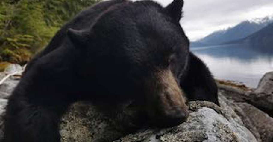 Coastal Spring Black Bear Boat Hunt '27