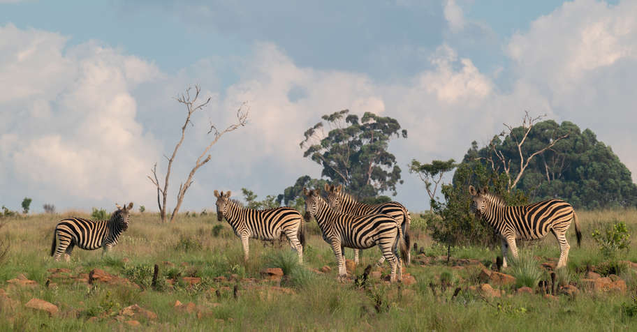 Africa Starter Package