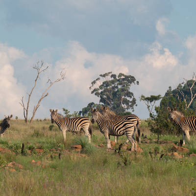 Africa Starter Package