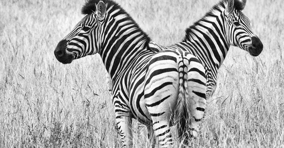 Stripes and Horns Safari